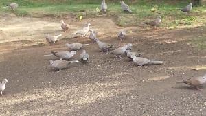 Billede fra billedgalleriet på Shades Cottage Guesthouse i Blue Hole + 44 billeder