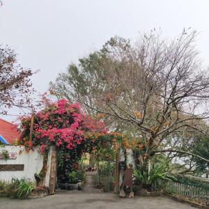 仁愛郷にあるShan Ju Lake Villaの塀の上にピンクの花が咲く庭