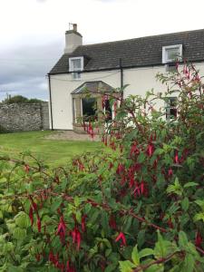 a house with red flowers in front of it at Thurdistoft Farmhouse, Dunnetbay accommodation in Thurso