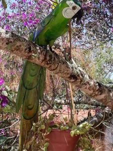 un perroquet vert assis sur une branche d'arbre dans l'établissement Pousada Guinda DIAMANTINA -MG, à Diamantina