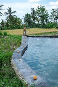 Bazén v ubytování Kidem Ubud Villas nebo v jeho okolí