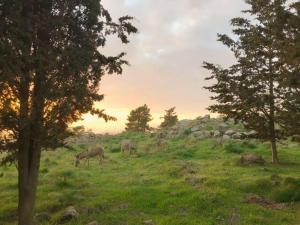 three horses grazing in a grassy field with trees at NATURA-eco farm in Natur