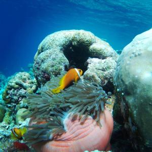 um peixe palhaço num recife de coral em Shifa Lodge Maldives em Feridhoo