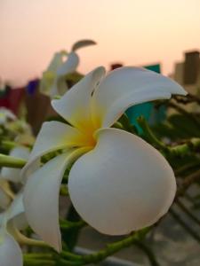 une fleur blanche assise sur une plante dans l'établissement Bangkado Resort, à Ratchaburi