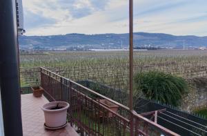 uma varanda com vista para um campo de uvas em B&B Casa a colori em Verona