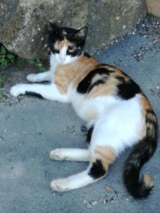 Eine Katze auf dem Boden neben einem Felsen in der Unterkunft Agriturismo La Spiga in Montecatini Val di Cecina