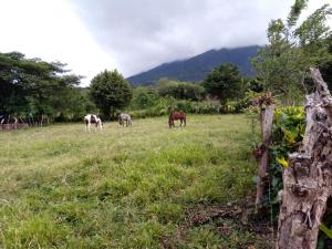 three horses grazing in a field of grass at Finca Montania Sagrada in Mérida