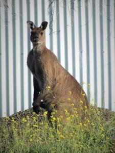 Tiere im Ferienhaus oder in der Nähe