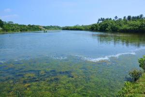 a large river with algae in the water at Rock Pool Residence in Tangalle