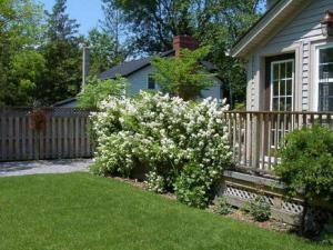 a bush with white flowers in front of a house at Antique Slumber Old Town Bed & Breakfast in Niagara on the Lake