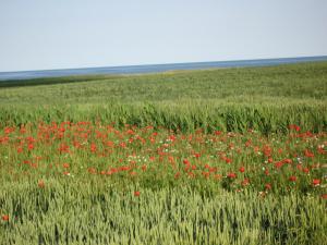 Galeriebild der Unterkunft Landhaus am Haff A9 in Stolpe auf Usedom