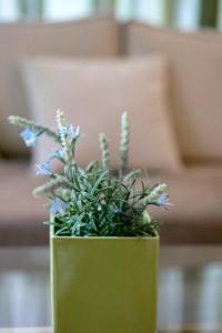 uma planta verde num vaso verde sobre uma mesa em Valashouse em Atenas