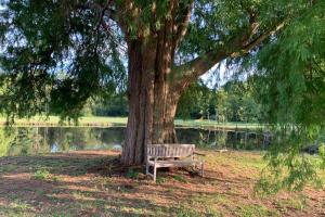a park bench sitting under a tree next to a lake at Romantic anciens cottage in a beautiful park in La Fontaine-Saint-Martin +8 photos