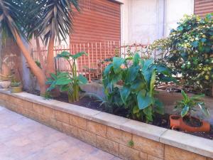 um jardim com plantas numa saliência de tijolos em Nonna Sicilia B&B em Capri Leone