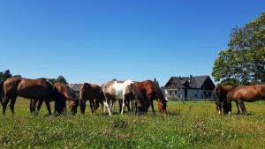 Zwierzęta w obiekcie B&B lub w pobliżu