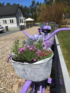 a purple bike with a basket full of flowers at Lawendowo Mi in Kopalino