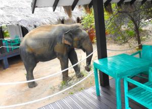 an elephant standing on a deck next to a table at Jetwing Safari Camp in Yala