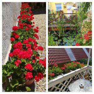 a collage of photos with red flowers in a garden at Castello Vendég és Apartmanház in Eger