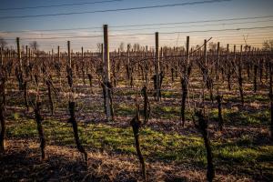 Zdjęcie z galerii obiektu Agriturismo iL CASONE w mieście Zoppola