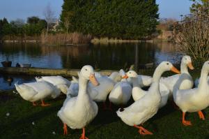 a group of white ducks standing next to a lake at Lakeside Old Hunstanton in Hunstanton