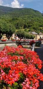 a pile of red and orange flowers on a street at appartamenti vacanza El Remanso in Edolo +4 photos