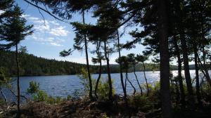 Princeton的住宿－Princehaven Campground，透过树林欣赏湖泊美景