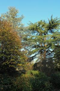 zwei Bäume stehen nebeneinander auf einem Hügel in der Unterkunft LA CASA DI NEH in Rivalba