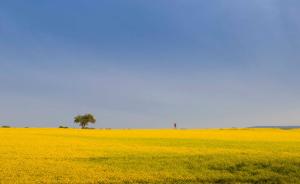 a yellow field with a tree in the middle of it at Penthaus Regine in Bruchhausen