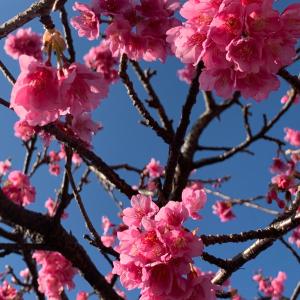 une branche d'un arbre avec des fleurs roses sur elle dans l'établissement Ogawa Ryokan, à Shimoda