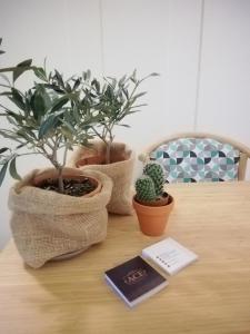 een tafel met drie potplanten en een boek erop bij Ace Rooms VSG in Villa San Giovanni