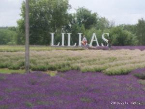 a group of people sitting in a field of purple flowers at arkHouse in Cēsis