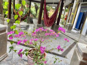 a potted plant with purple flowers on a patio at Vila Pequeá Ilhabela in Ilhabela