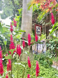 a bunch of pink flowers in front of a tree at Vila Pequeá Ilhabela in Ilhabela