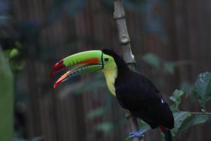 a toucan is sitting on a tree branch at Jungle Paunch in Bocas Town +31 photos