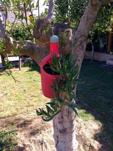a red pot on a tree with a plant in it at Farma Giannis in Sarti