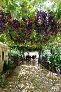 a bunch of grapes hanging from a ceiling in a garden at Dimitris's Country House in Ayiá