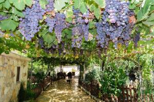 a bunch of grapes are hanging from a tunnel at Dimitris's Country House in Ayiá