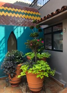 Zahrada ubytování Casa del Sol Inn