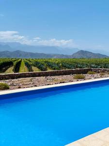 a swimming pool with a view of a vineyard at Chañarmuyo Casa de Huéspedes in Chañarmuyo