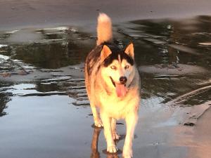 a dog standing in the water on the beach at New Danas Canggu Guest House in Kerobokan