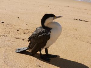 a bird standing on the sand on a beach at Avalon Manor Motel in Motueka