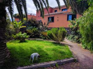 ein Schaf, das im Gras vor einem Haus weidet in der Unterkunft Casa Ida in Garachico