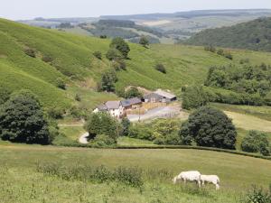 two sheep grazing in a field in front of a house at 1 Beacon View Barn in Felindre