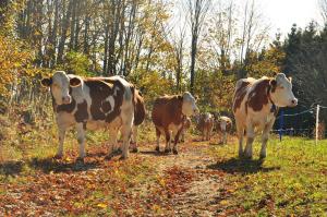 Animais no hotel-fazenda rural ou nos arredores