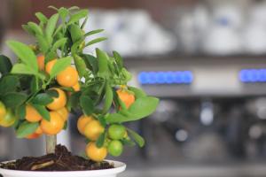 a small tree with oranges on it in a bowl at Hotel Miramare in Rodi Garganico