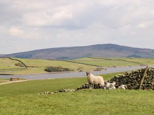 una manada de ovejas de pie junto a un muro de piedra en 4 Castle View, en Barnoldswick