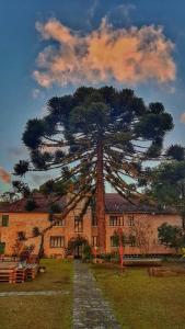 a large pine tree in front of a building at Parador Hampel in São Francisco de Paula