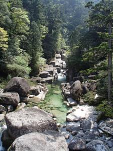 屋久島的住宿－屋久島コテージ対流山荘，森林中一条有岩石和树木的河流