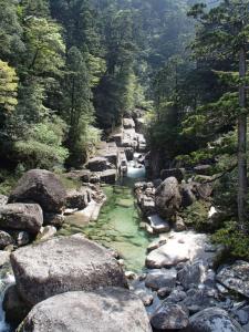 a river with rocks and trees in a forest at 屋久島コテージ対流山荘 in Yakushima