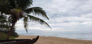 a beach with a palm tree and the ocean at Rosvilla Guest House in Benaulim